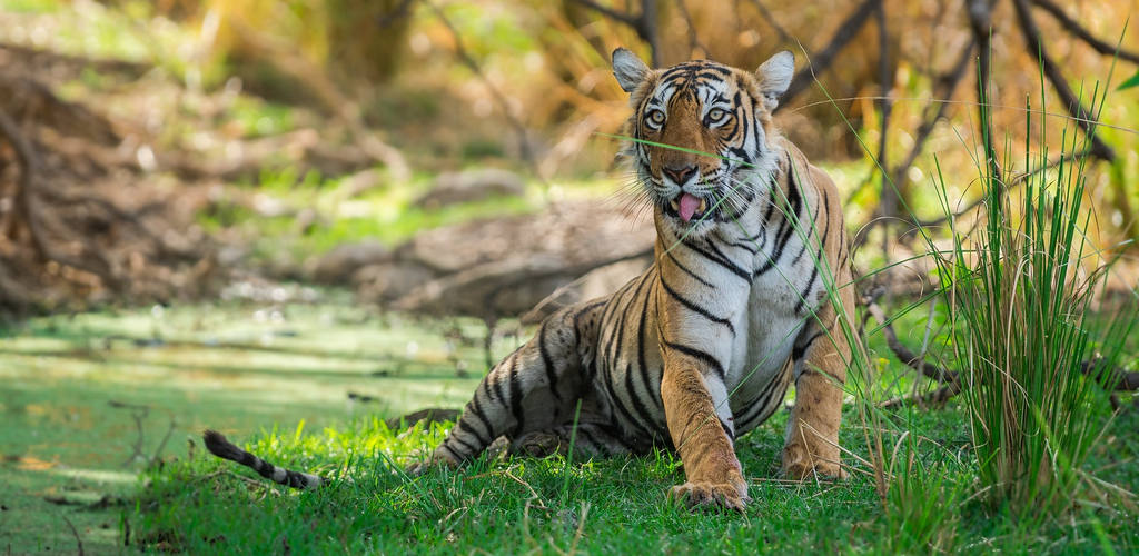 Tigre dans le Parc National de Ranthambore