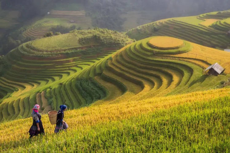 Rizières en terrasse à Sapa au Vietnam