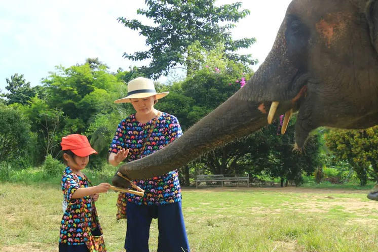 Rencontre de proche avec l'éléphant dans le sanctuaire à Chiang Mai